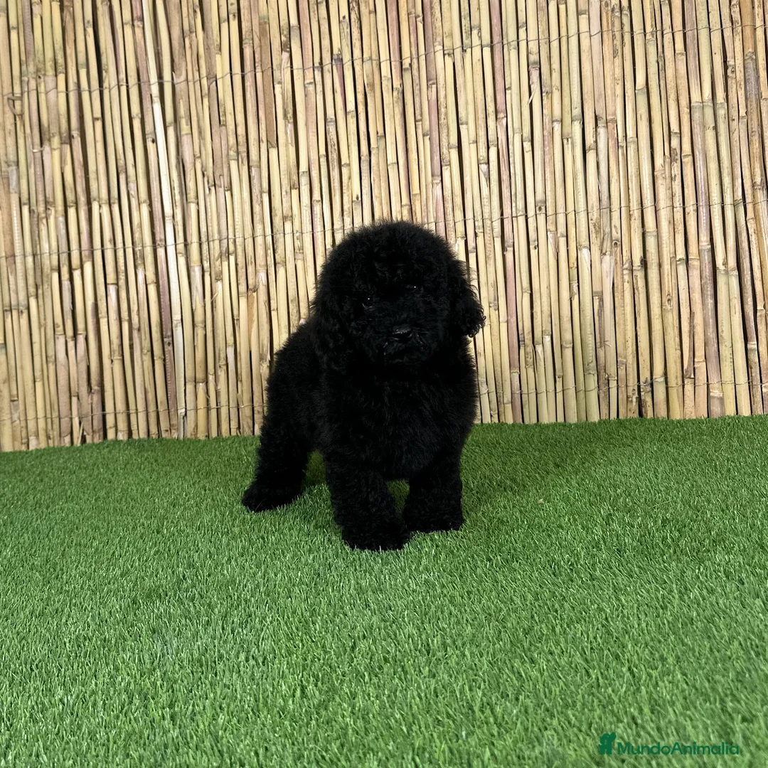 Caniche Toy perros en venta: CANICHE TOY - Anuncio 2