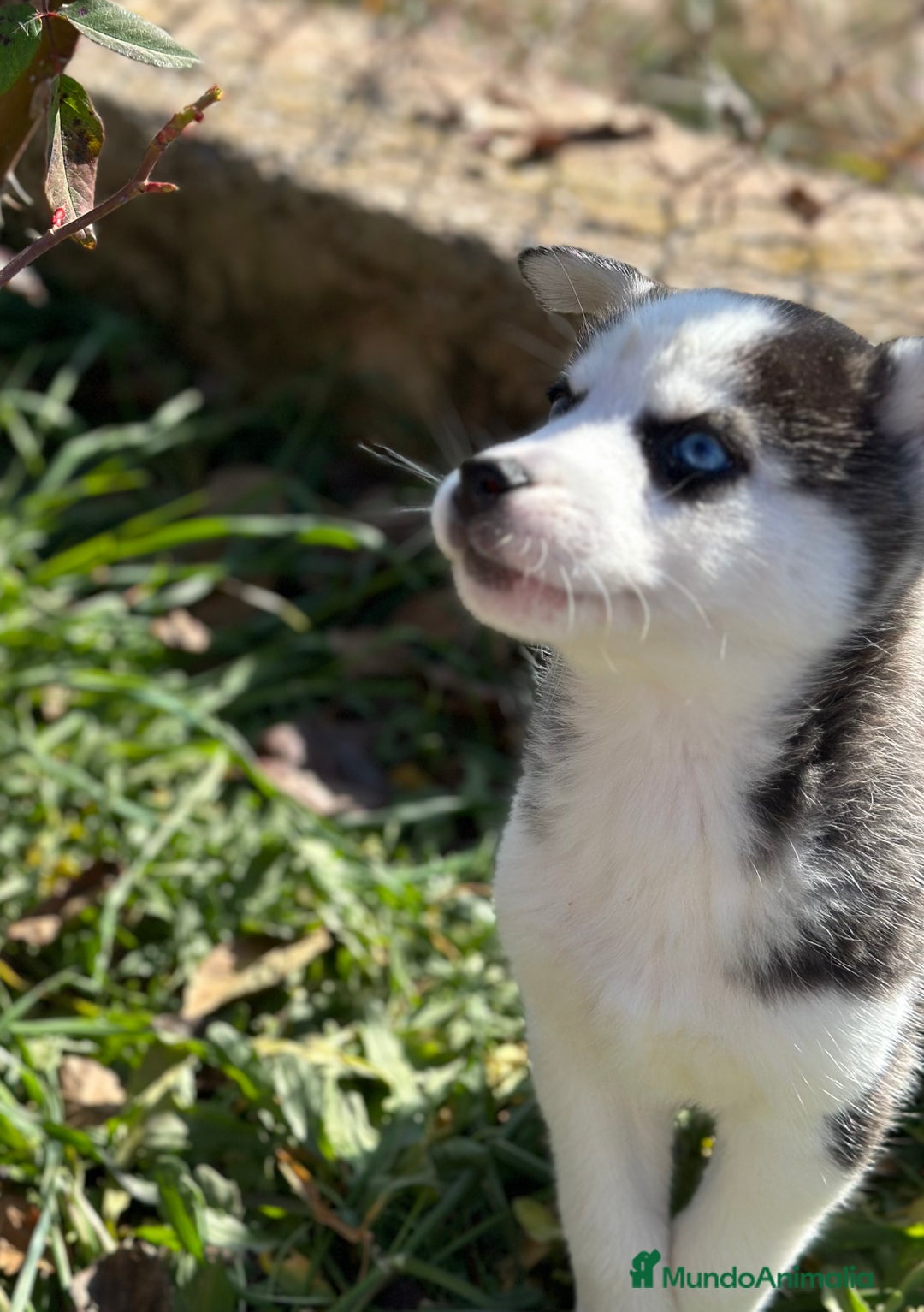 Husky Siberiano perros en venta: HUSKY SIBERIANO DISPONIBLES en Barcelona - Imagen 3