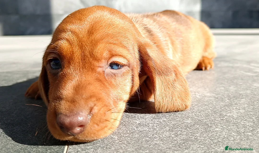 Teckel Miniatura perros en venta: Teckel mini - Anuncio 1