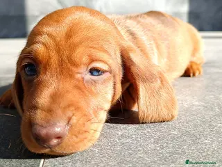 Teckel Miniatura perros Teckel mini - Anuncio 6