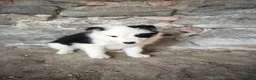 Border Collie perros en venta: Cachorros border collie varios colores! - Anuncio 4
