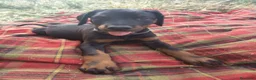 Dobermann perros en venta: Doberman  - Anuncio 3