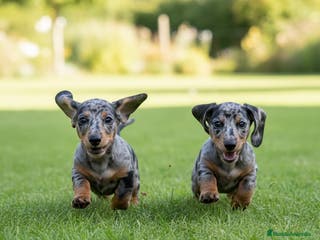 Teckel Miniatura perros ⚜️TECKEL ARLEQUÍN DISPONIBLE ⚜️ - Anuncio 17