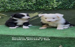 Border Collie perros en venta: Border Collie - Imagen 6