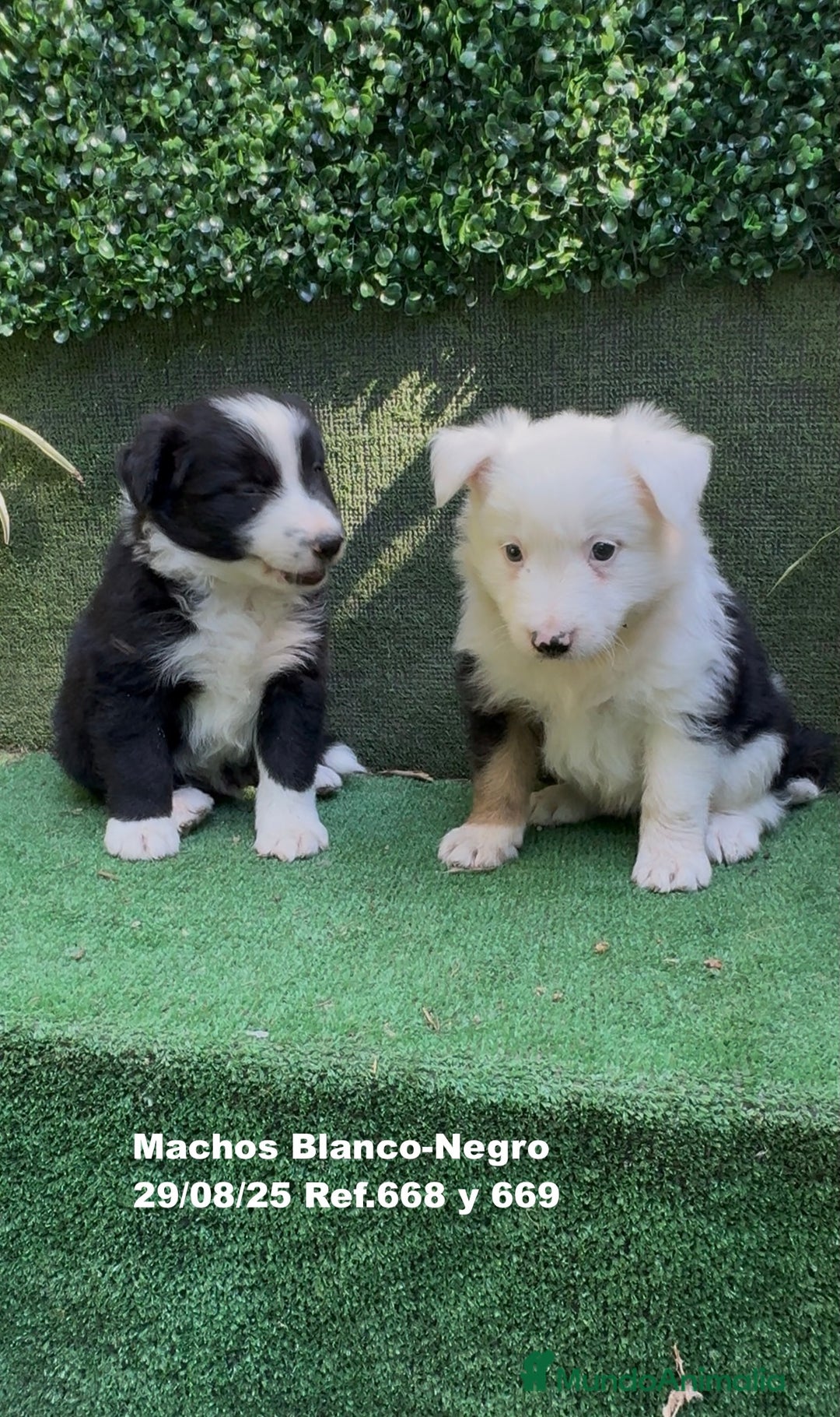 Border Collie perros en venta: Border Collie - Imagen 6