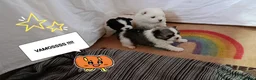 Pomerania perros en venta: POMERANIAS LINDAS HEMBRITAS - Anuncio 1