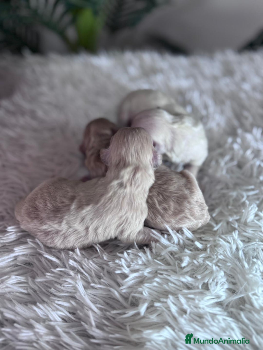 Maltipoo perros en venta: MALTIPOO  - Anuncio 2