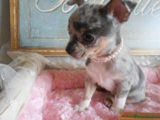 Chihuahua perros en Cáceres - Anuncio 4