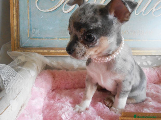 Chihuahua perros en Cáceres - Anuncio 2