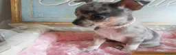 Chihuahua perros en venta: Chihuahuas OPORTUNIDAD !  en Cáceres - Anuncio 1