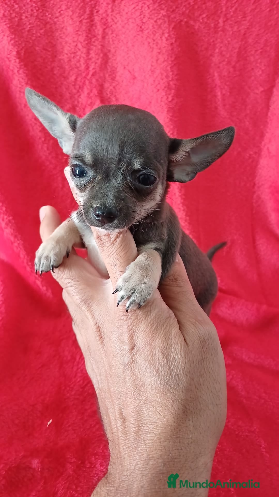 Chihuahua perros Chihuahua Mini  - Anuncio 41