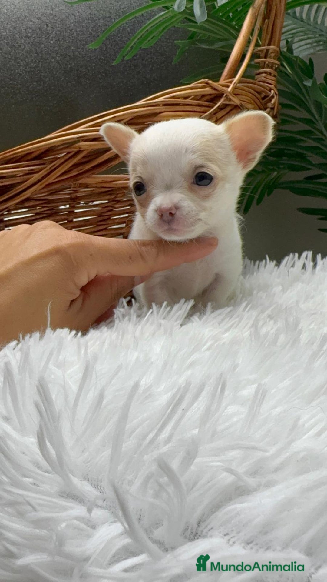 Chihuahua perros en venta: CHIHUAHUA  - Anuncio 15