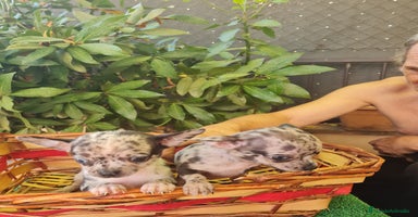 Chihuahua perros - Anuncio 6