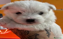 West Highland White Terrier perros en venta: Westhy  en Barcelona - Imagen 2