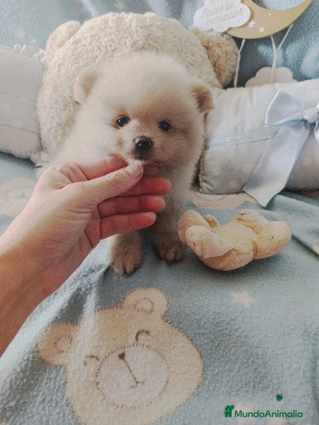 Pomerania perros en venta: Disponible pomeranias ositos  - Anuncio 4
