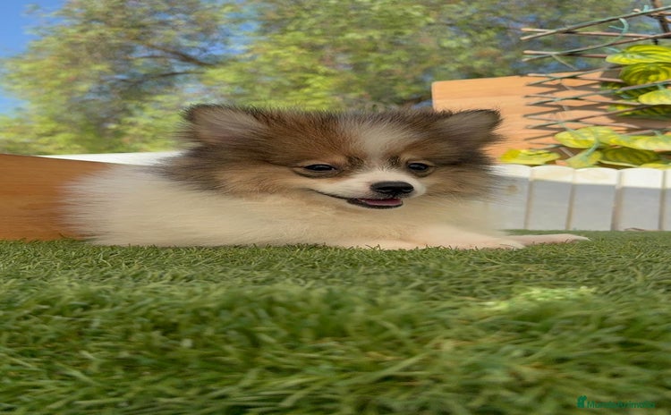 Pomerania perros - Propaganda 3