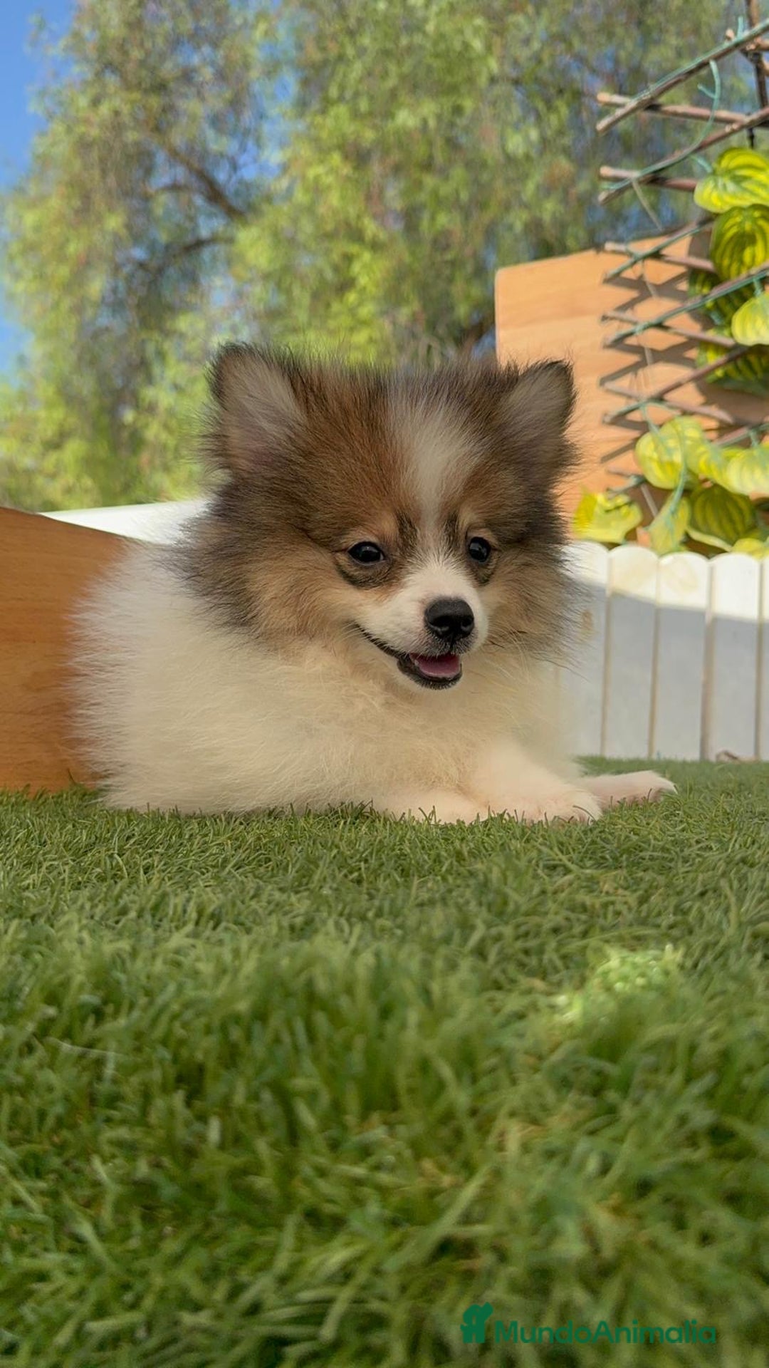Pomerania perros en venta: POMERANIA MACHO ENVIO A TODA ESPAÑA - Imagen 1