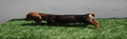 Teckel Miniatura perros en venta: Teckel Miniatura  - Anuncio 20