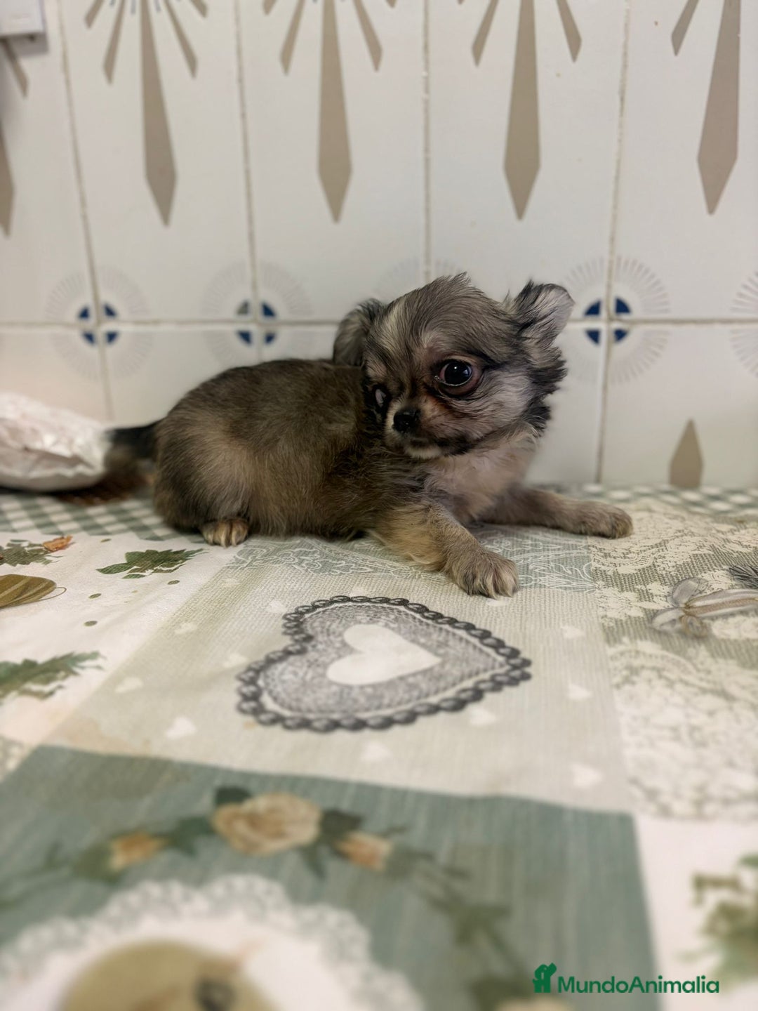 Chihuahua perros en venta: Chihuahua pelo largo cabeza 🍏 - Imagen 7