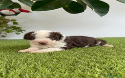 Perro de Agua Español perros en venta: PERRO DE AGUA ESPAÑOL MACHO - Imagen 10
