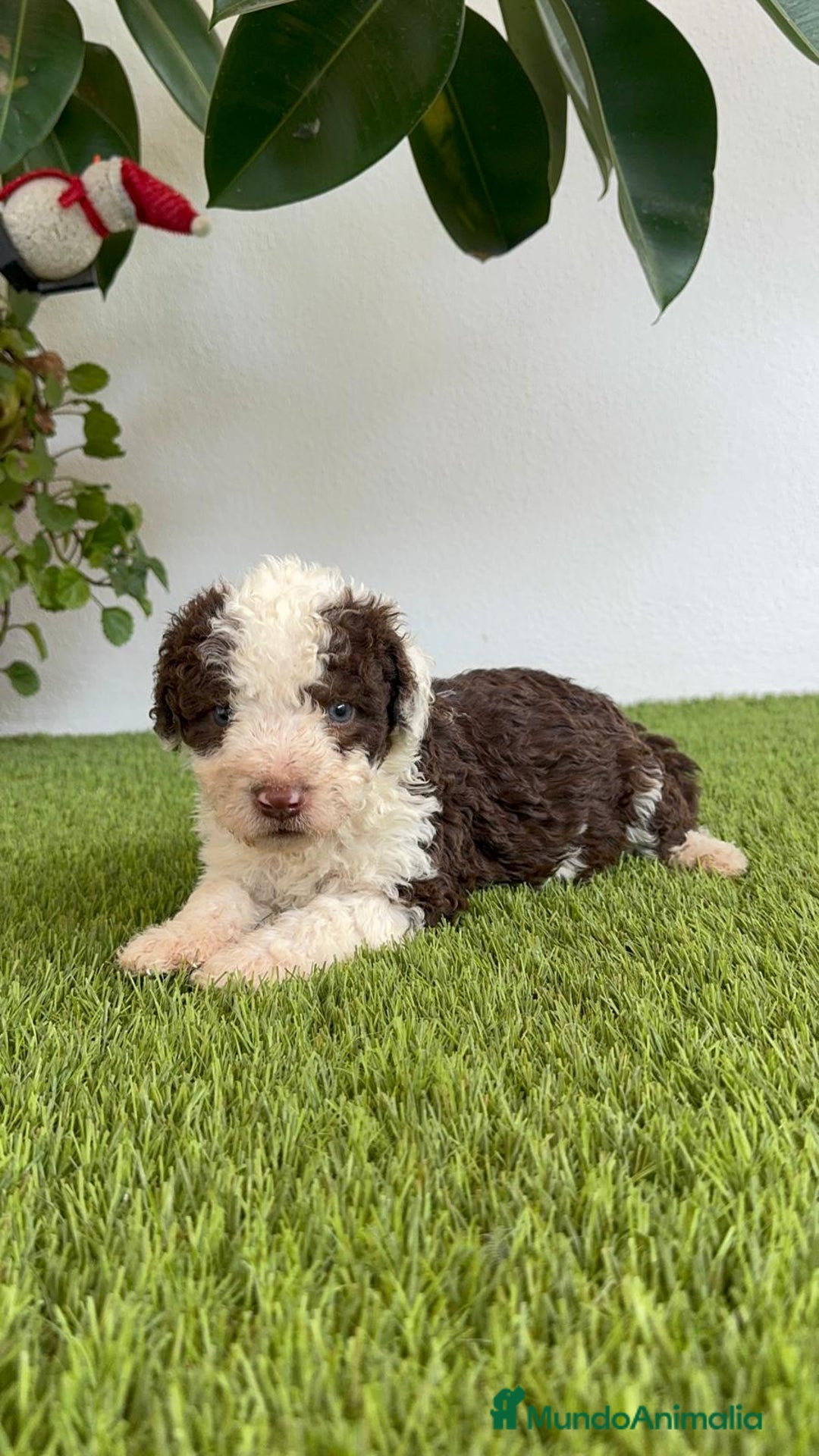 Perro de Agua Español perros en venta: PERRO DE AGUA ESPAÑOL MACHO - Imagen 10