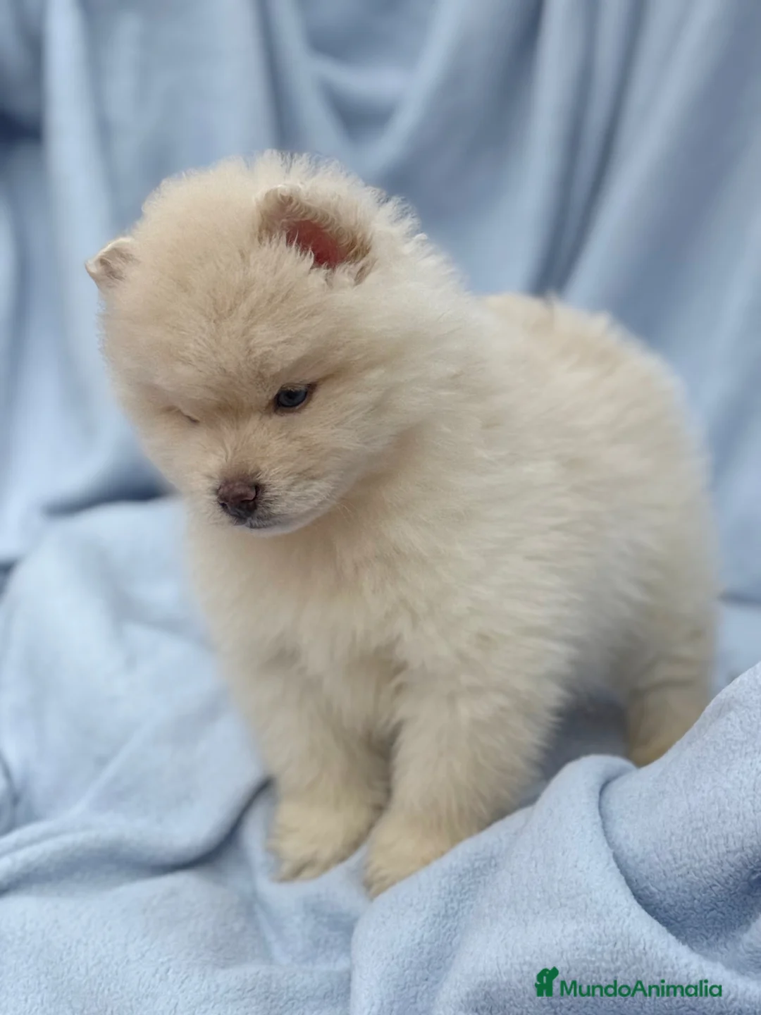 Pomsky perros en venta: dos machos y ultima hembra Pomsky ojos azules  - Anuncio 17