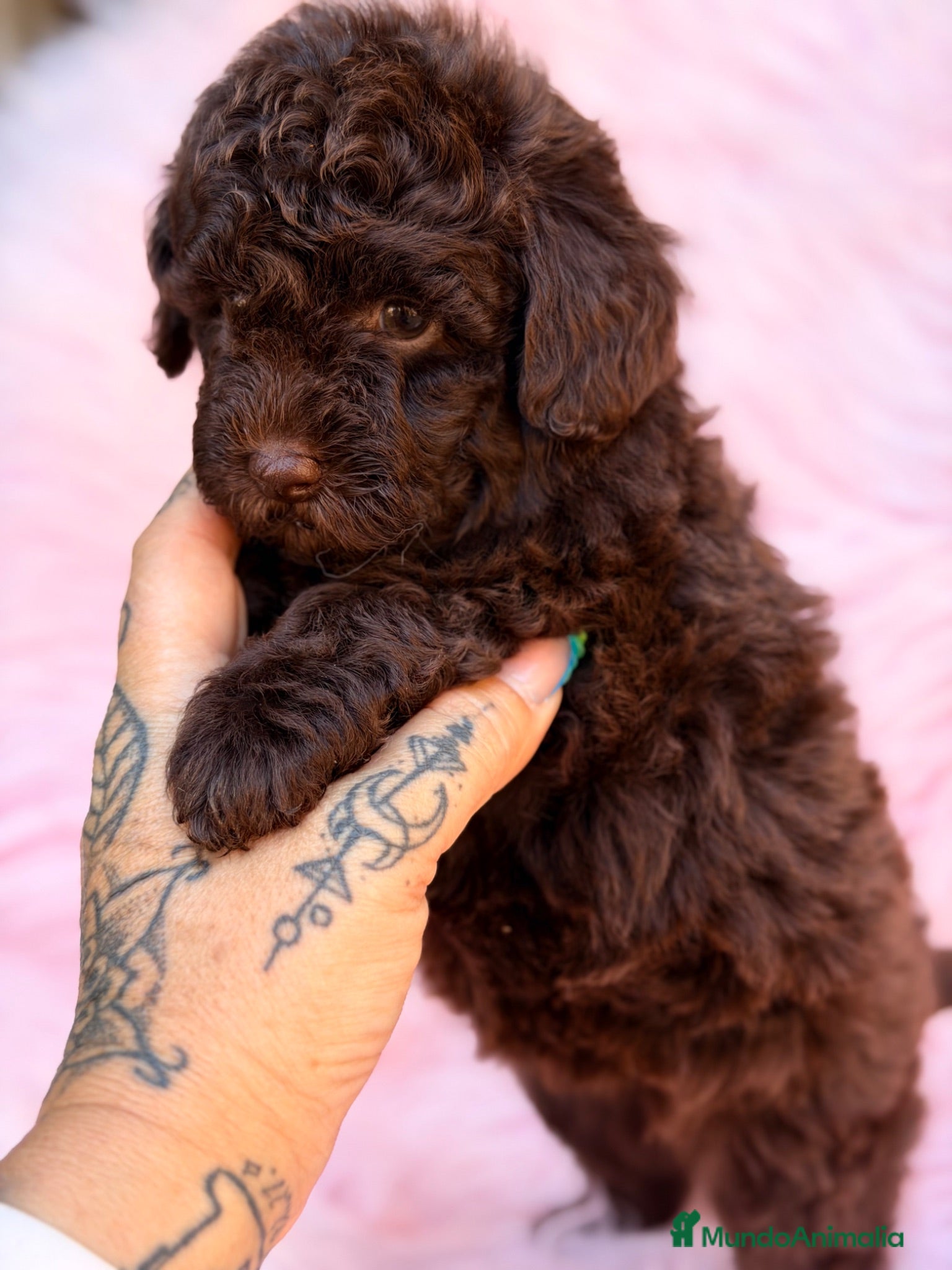 Caniche Toy perros Caniche  chocolate Toy  - Anuncio 1