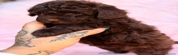 Caniche Toy perros en venta: Caniche  chocolate Toy  - Anuncio 1
