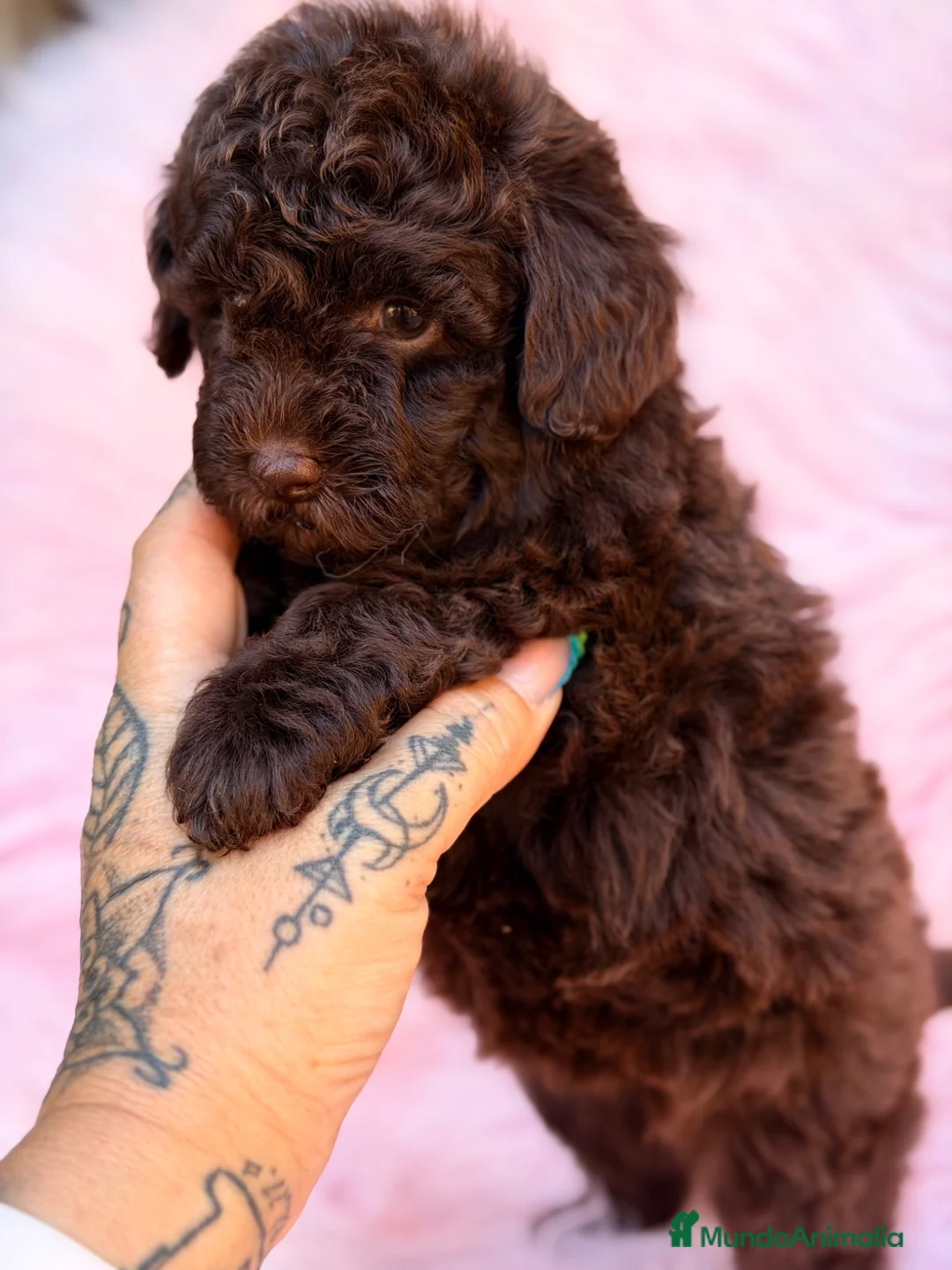 Caniche Toy perros en venta: Caniche  chocolate Toy  - Anuncio 1