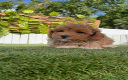 Caniche Toy perros en venta: CANICHE TOY MACHO - Imagen 17