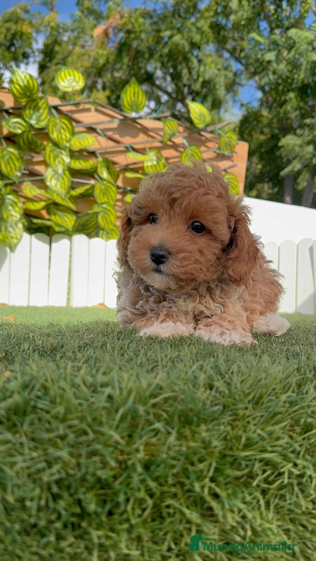 Caniche Toy perros en venta: CANICHE TOY MACHO - Imagen 17