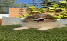 Pomerania perros en venta: POMERANIA MACHO. PRECIO REAL. Envio a toda España. - Imagen 10