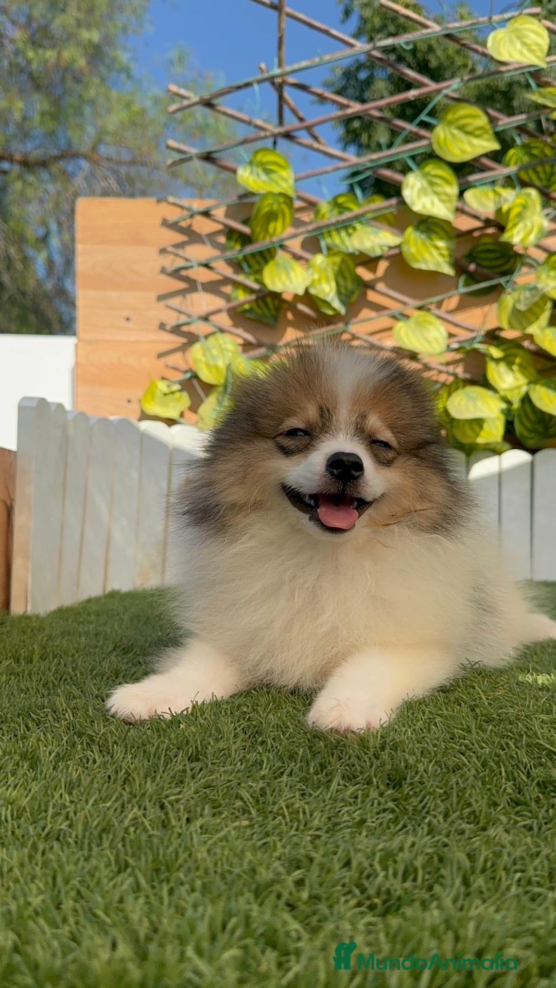 Pomerania perros en venta: POMERANIA MACHO. PRECIO REAL. Envio a toda España. - Imagen 10