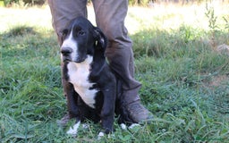 Dogo Alemán perros en venta: Dogo alemán/ gran danés disponibles - Imagen 3