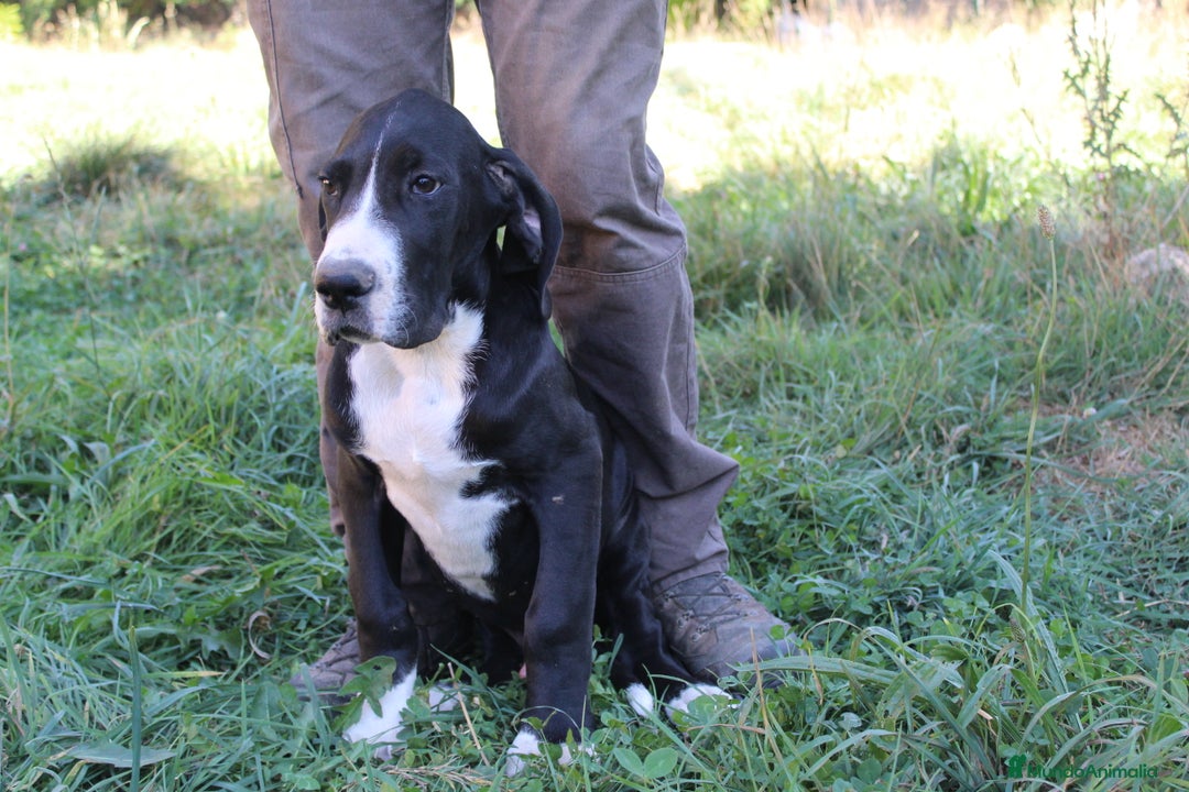 Dogo Alemán perros en venta: Dogo alemán/ gran danés disponibles - Imagen 3