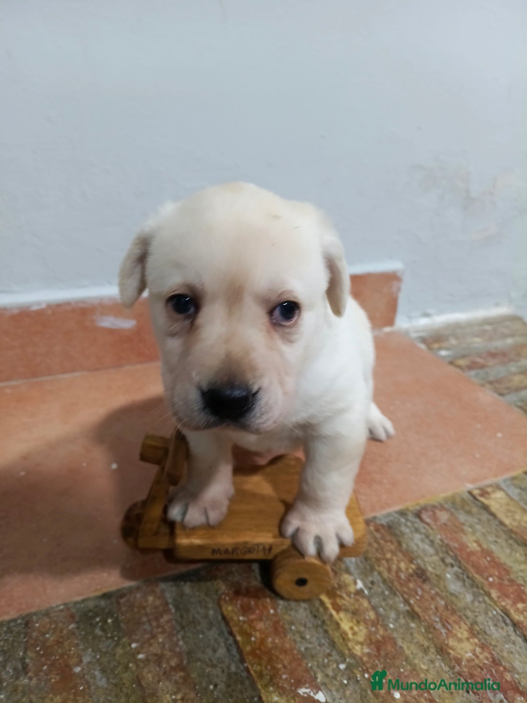Labrador Retriever perros en venta: Labrador retriever dorado  - Anuncio 5