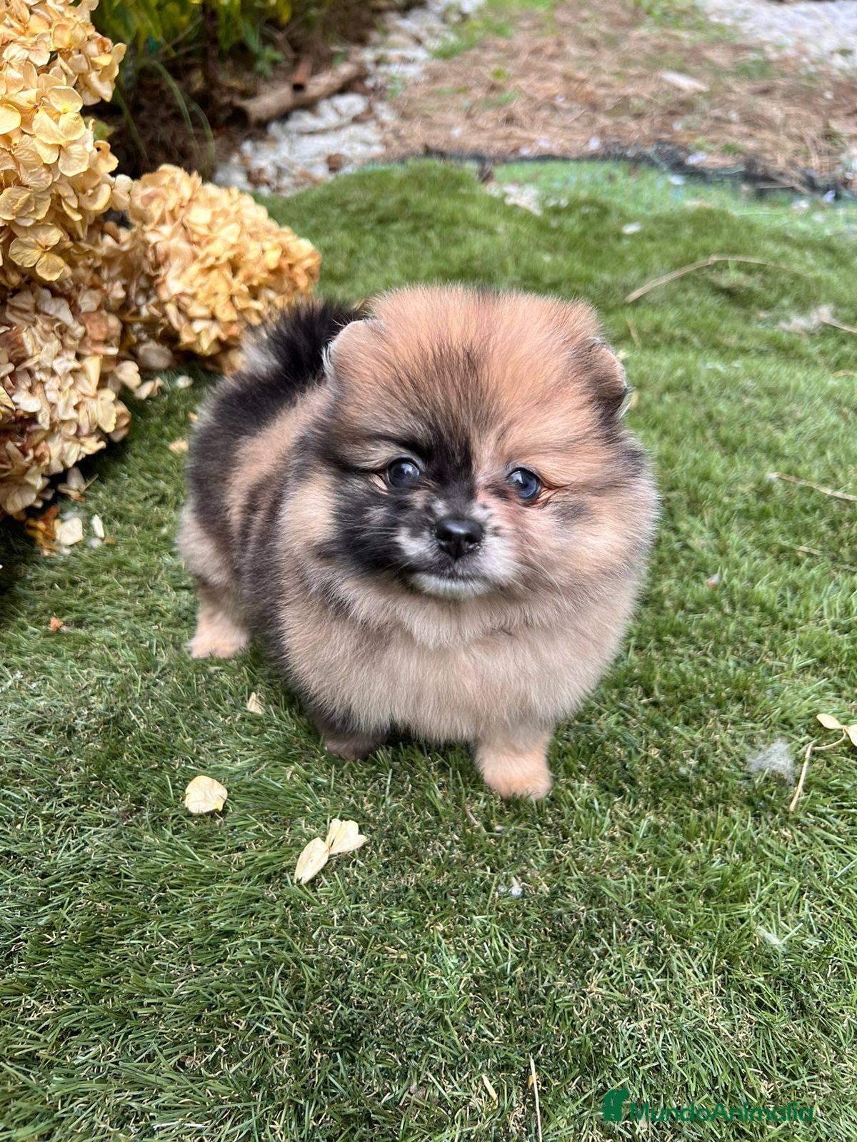 Pomerania perros POMERANIAS BEBES  - Anuncio 2