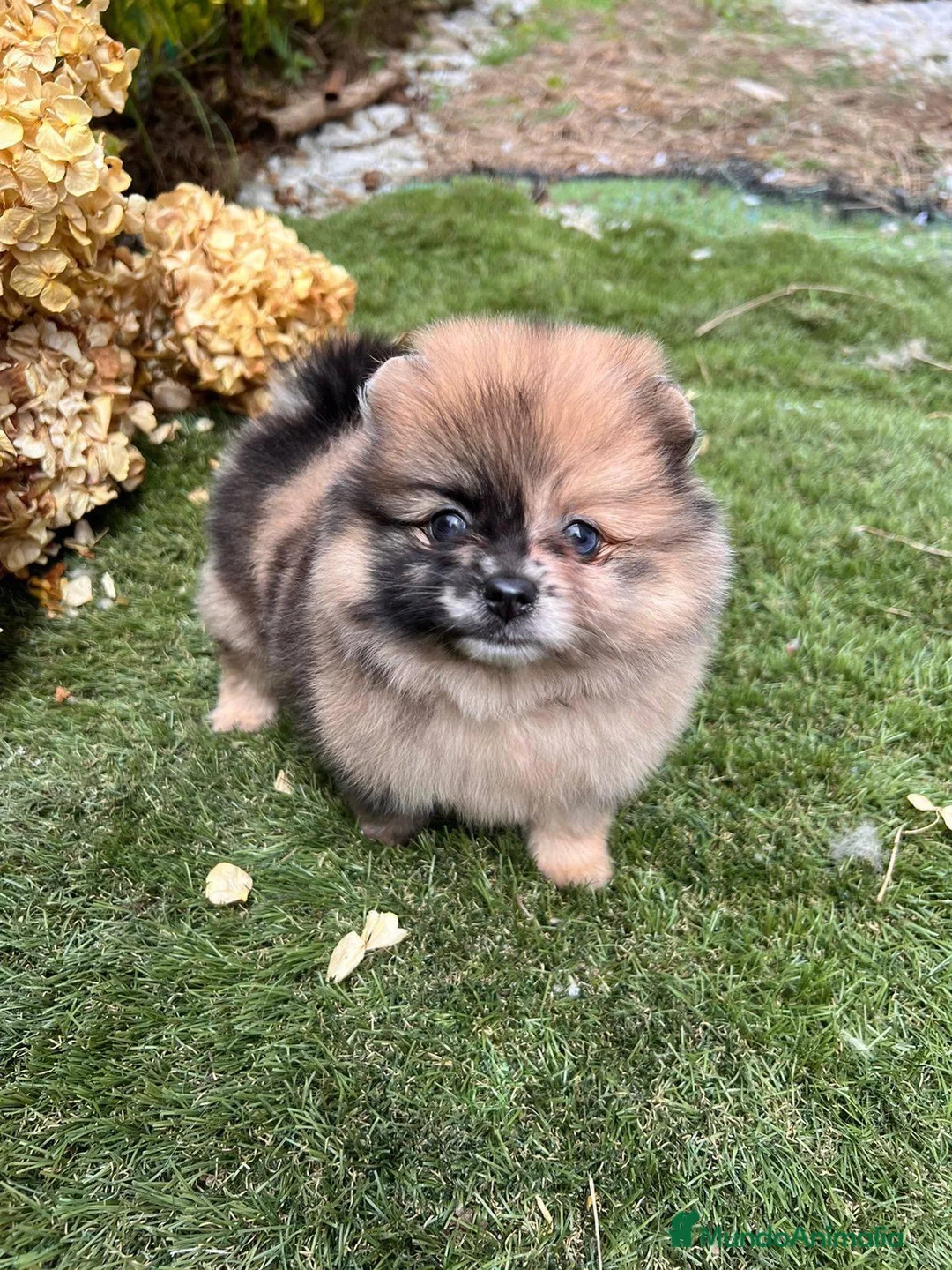 Pomerania perros en venta: POMERANIAS BEBES  - Anuncio 2