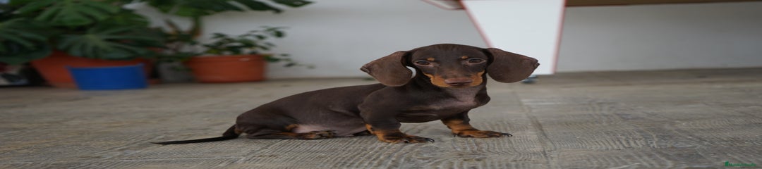 BOMGO