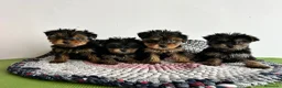 Yorkshire Terrier perros en venta: Yorkshire miniatura  - Anuncio 4