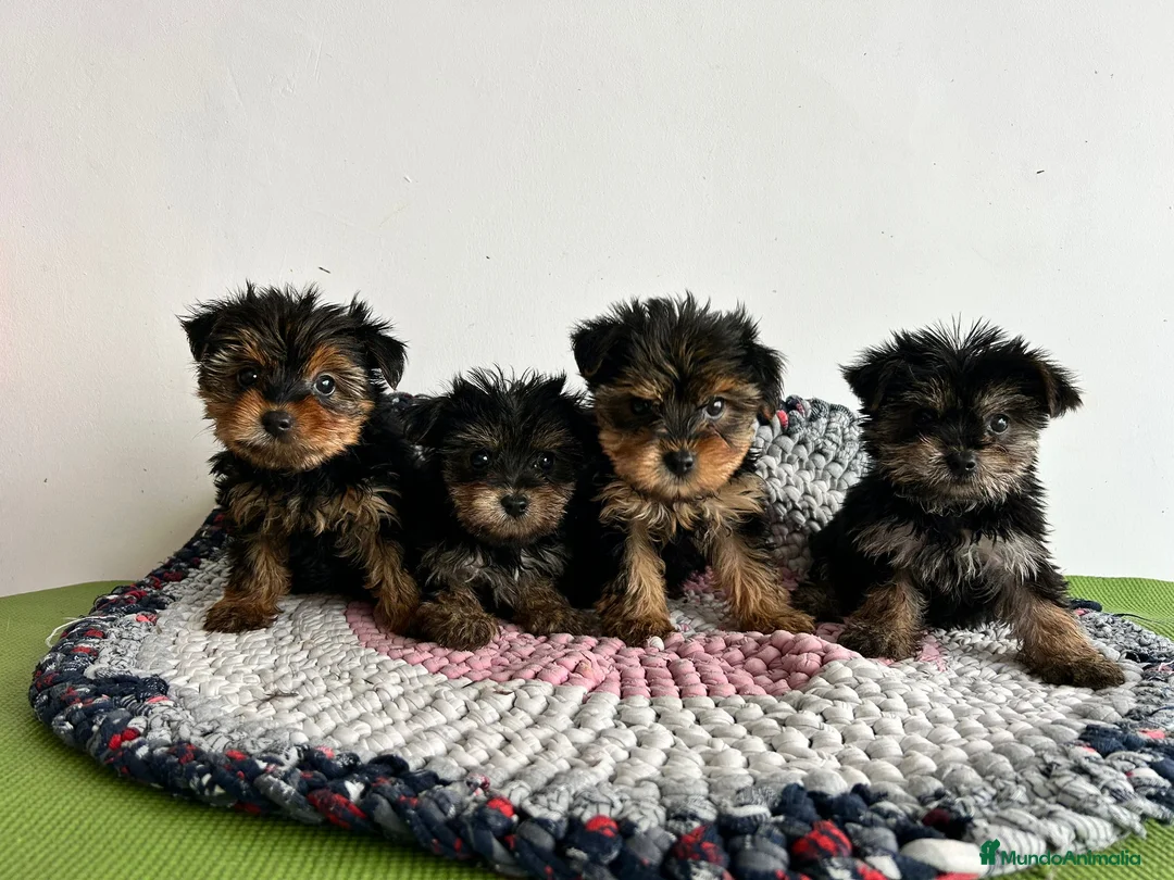 Yorkshire Terrier perros en venta: Yorkshire miniatura  - Anuncio 4