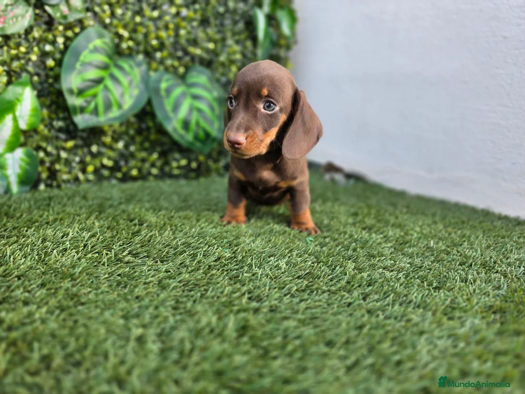 Teckel Miniatura perros en venta: TECKEL MINI & KANNINCHEN CHOCOLATE - Anuncio 1