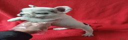 Bulldog Francés perros en venta: Bulldog Francés  - Anuncio 2
