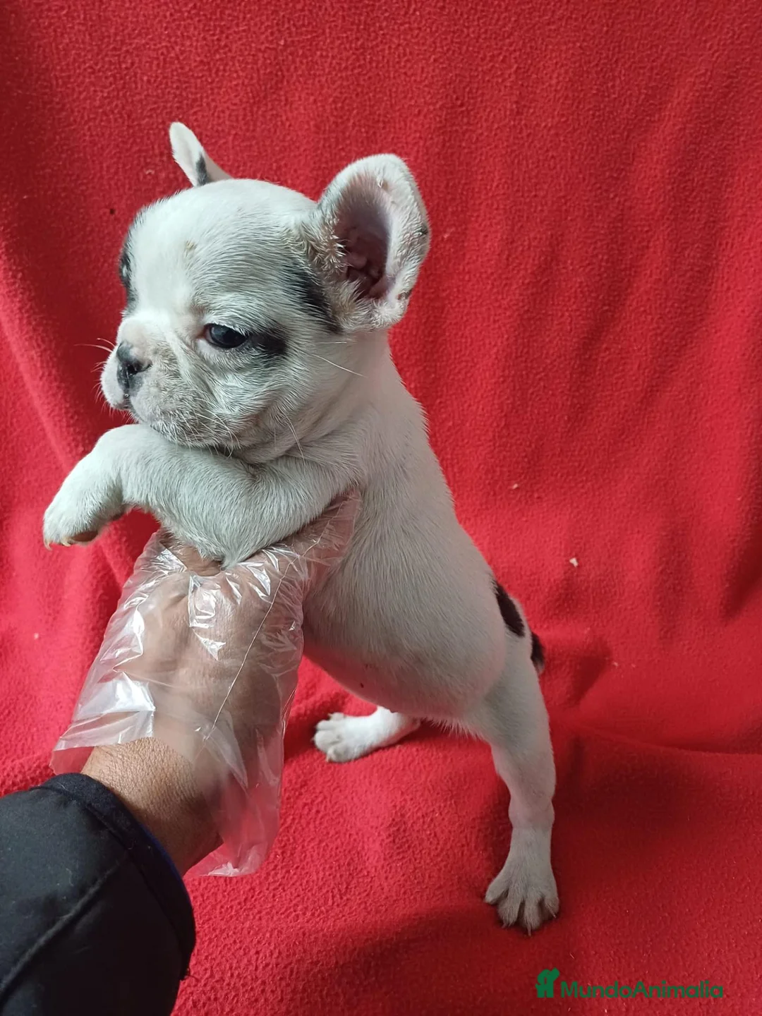 Bulldog Francés perros en venta: Bulldog Francés  - Anuncio 2