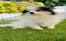 Pomerania perros en venta: POMERANIA HEMBRA ENVIOS A TODA ESPAÑA - Imagen 24