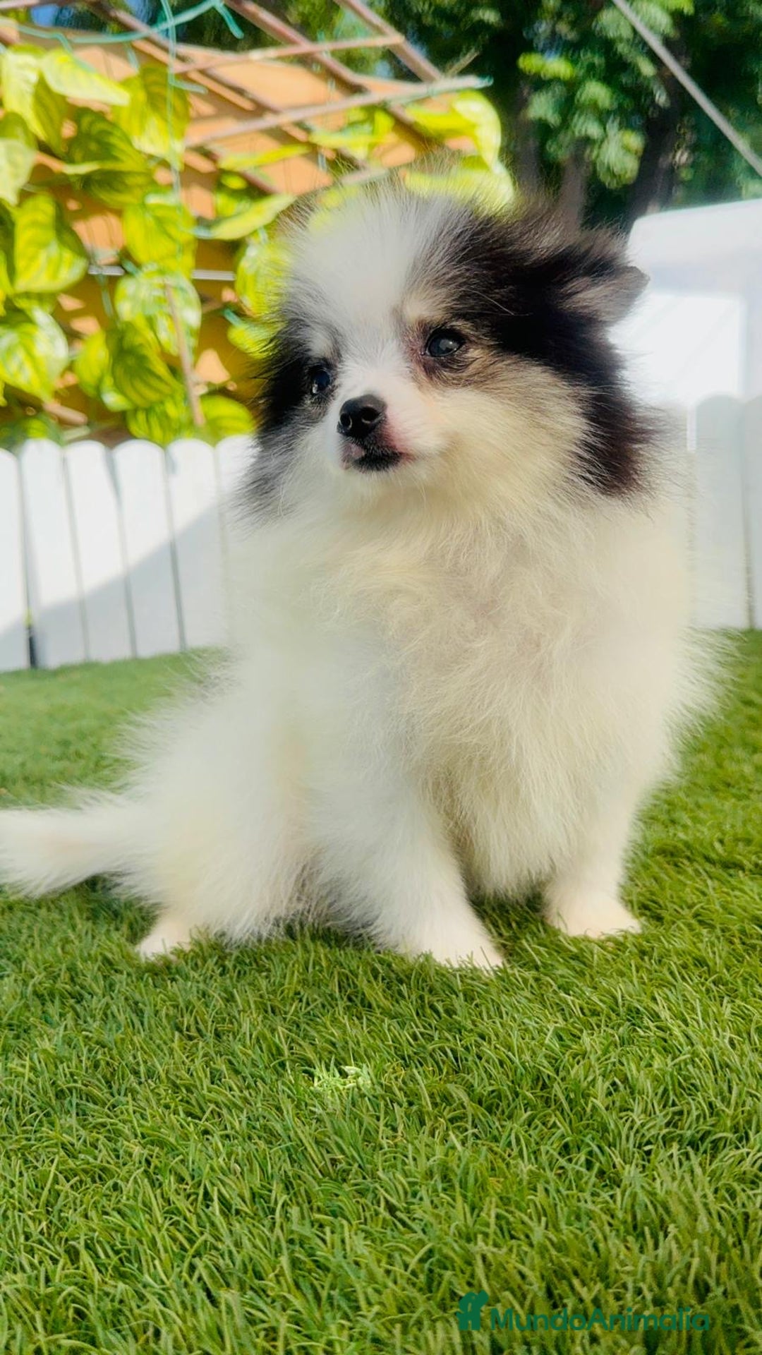 Pomerania perros en venta: POMERANIA HEMBRA ENVIOS A TODA ESPAÑA - Imagen 24
