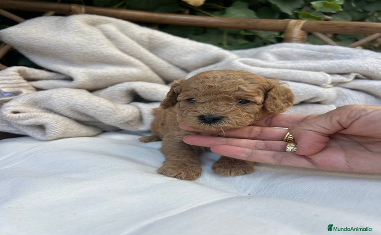 Caniche Toy perros - Anuncio 3