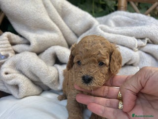 Caniche Toy perros - Anuncio 23