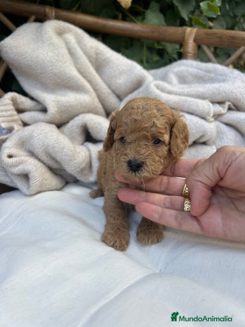 Caniche Toy perros - Anuncio 4