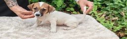 Jack Russell Terrier perros en venta: Jack Russell 500€ precio real  - Anuncio 6